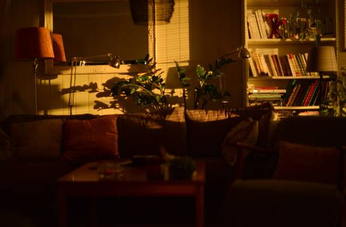 ZZ Plant in living room corner
