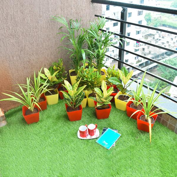 ZZ Plant on sunny balcony