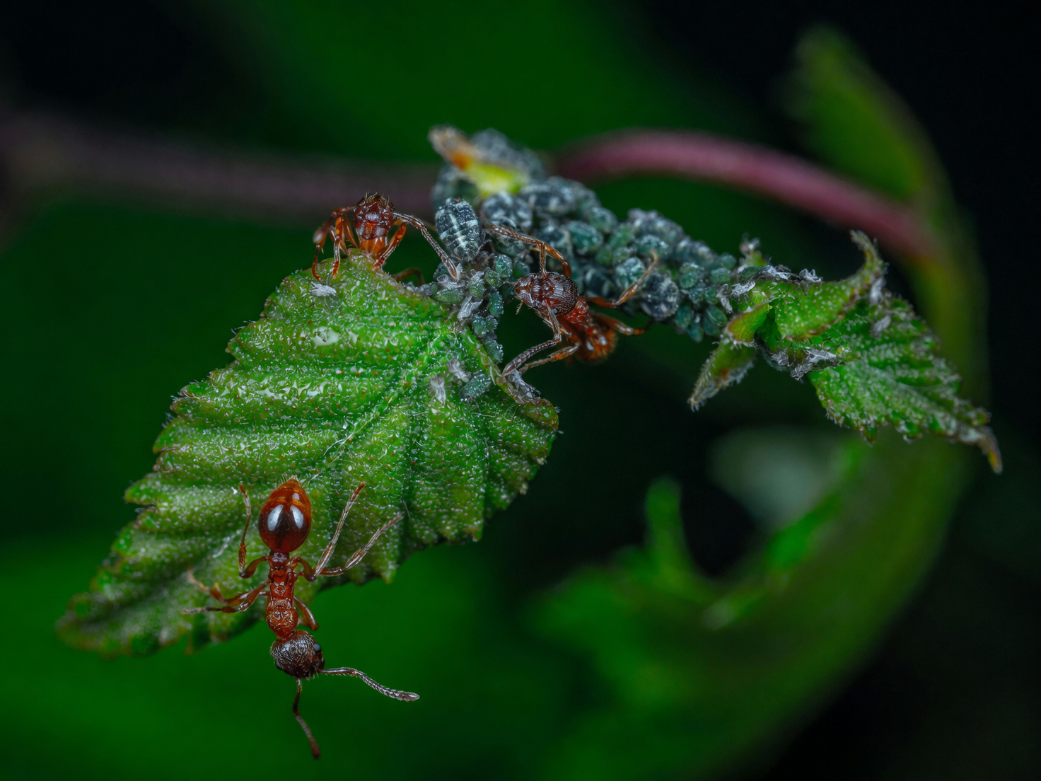 aphids on plant leaf close-up