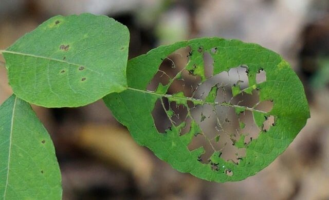 如何让虫害远离你的花园：有效预防再爆发的秘诀