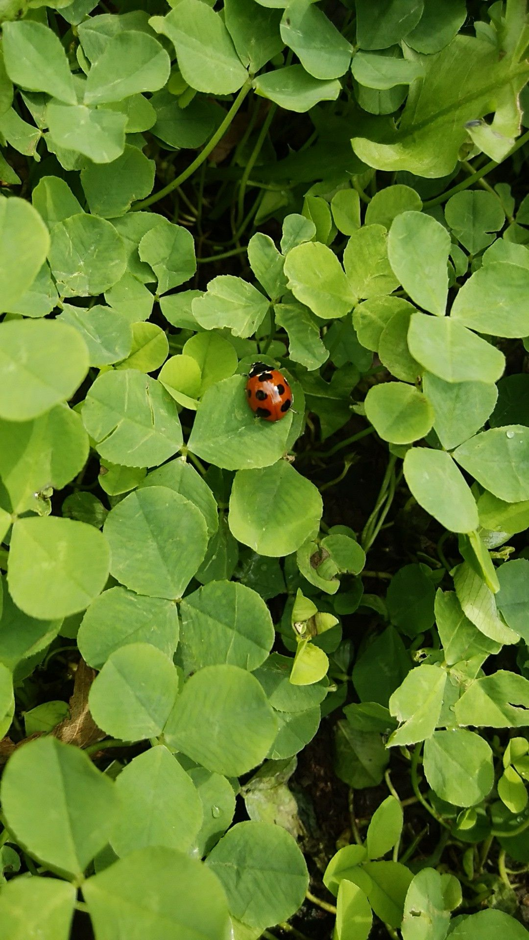 ladybugs on plant leaves