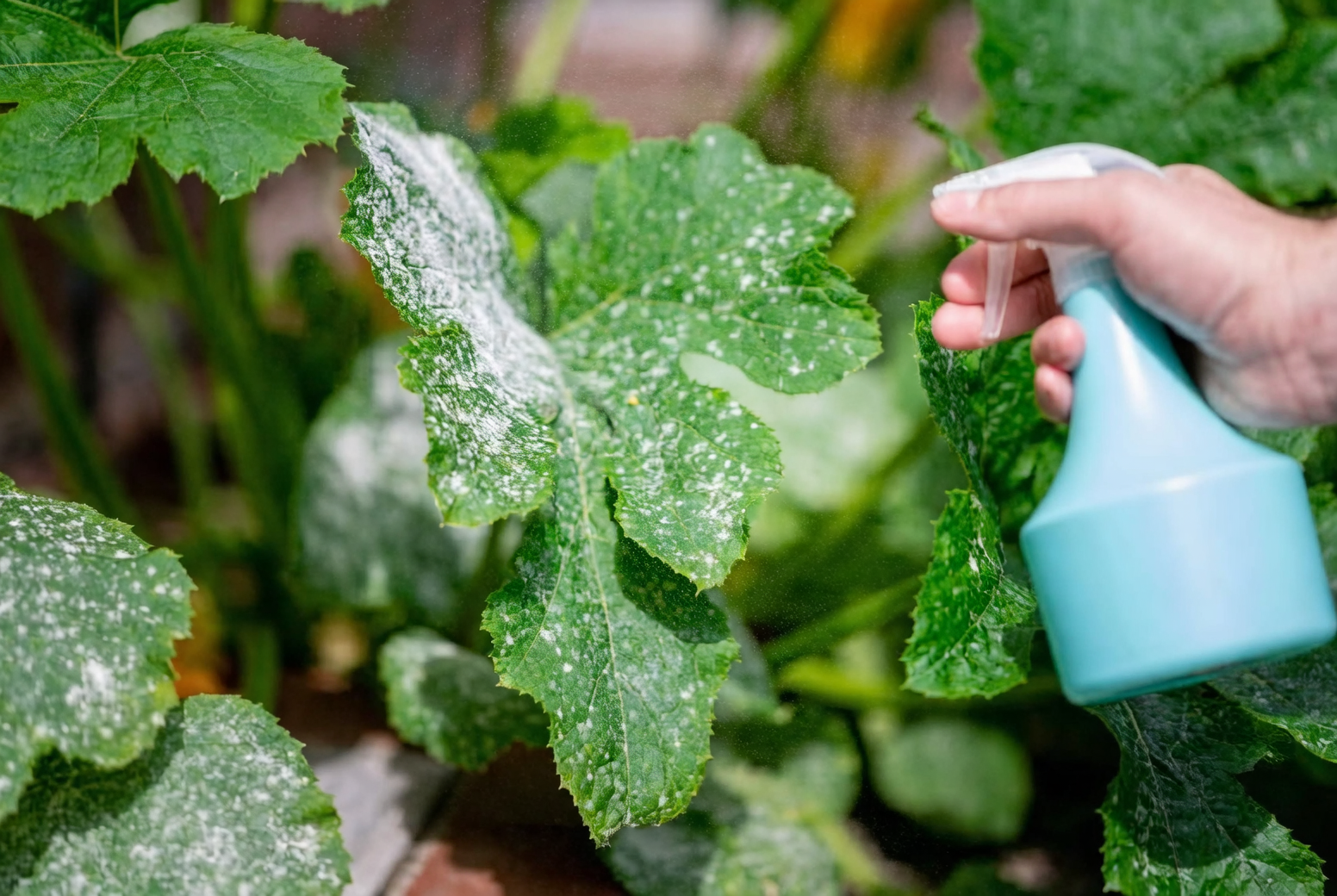 Beat the Blights: Winning the Battle Against Leaf Mold and Powdery Mildew