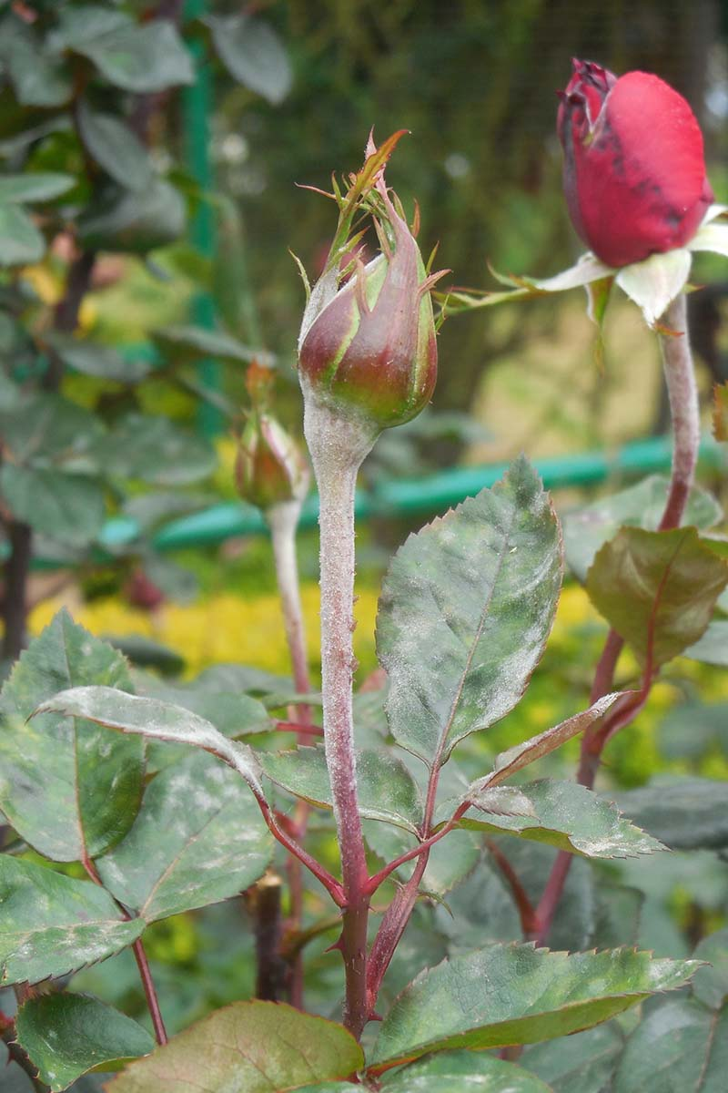 powdery mildew on rose leaves close-up