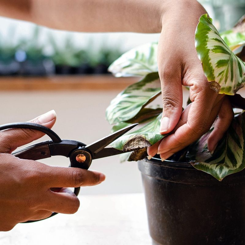 gardener pruning infected plant leaves