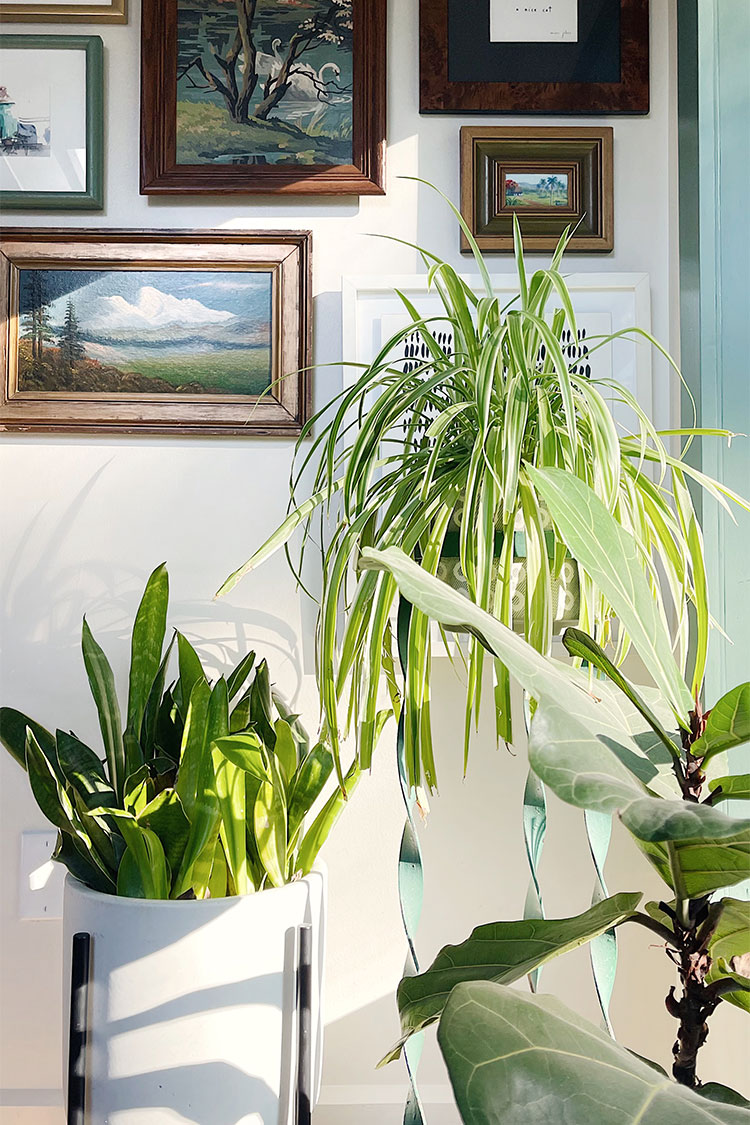 植物叶子发黄？光照和浇水问题让你措手不及！