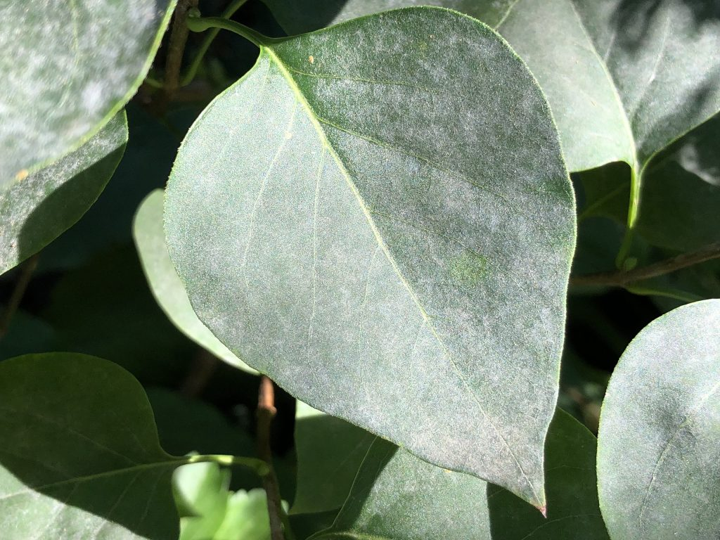 Is Your Plant Sick? How to Spot Infections and Environmental Issues