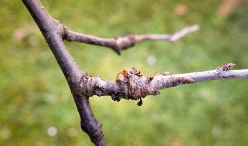 bacterial canker on stone fruit tree