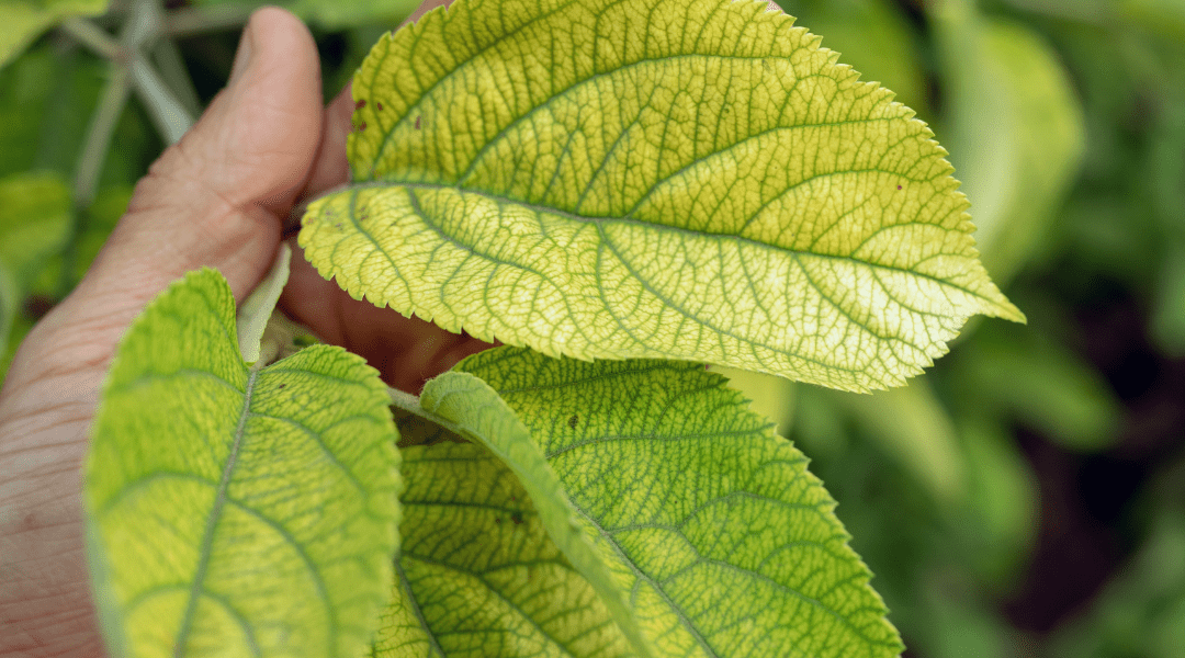 chlorosis on plant leaves