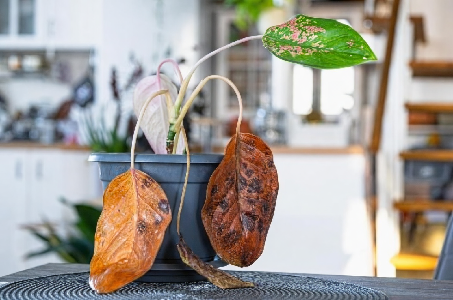plant with wilting leaves