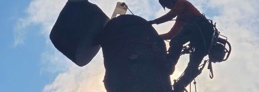 seasonal tree pruning timing