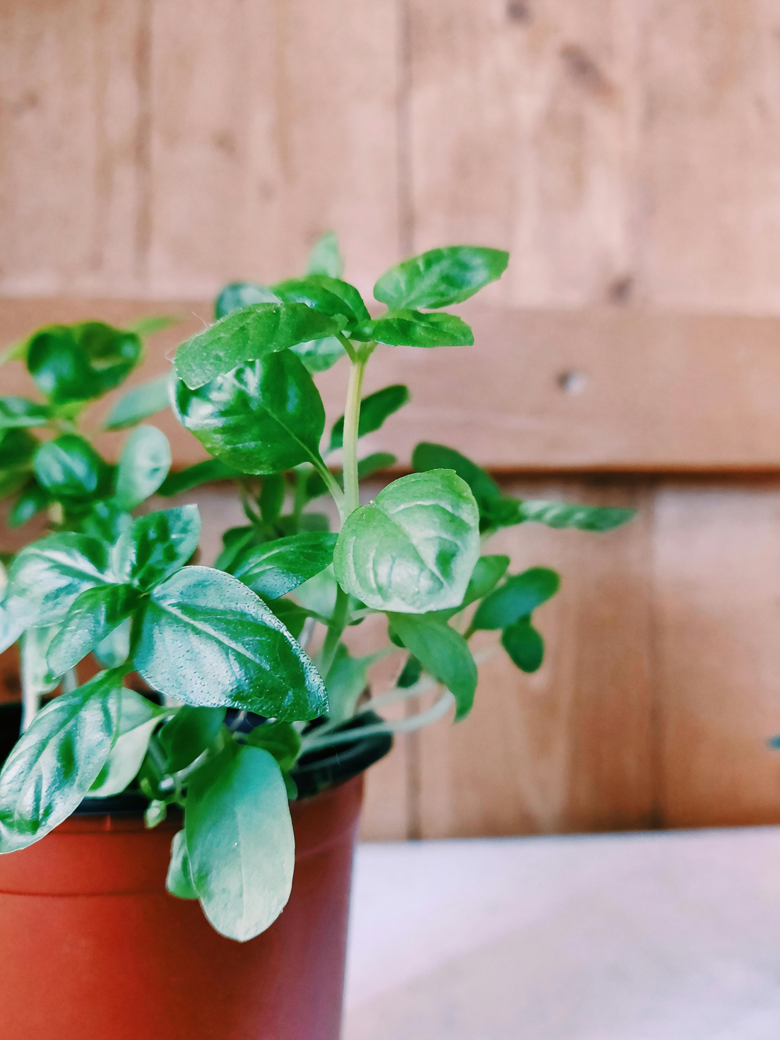 basil hydroponic growth comparison