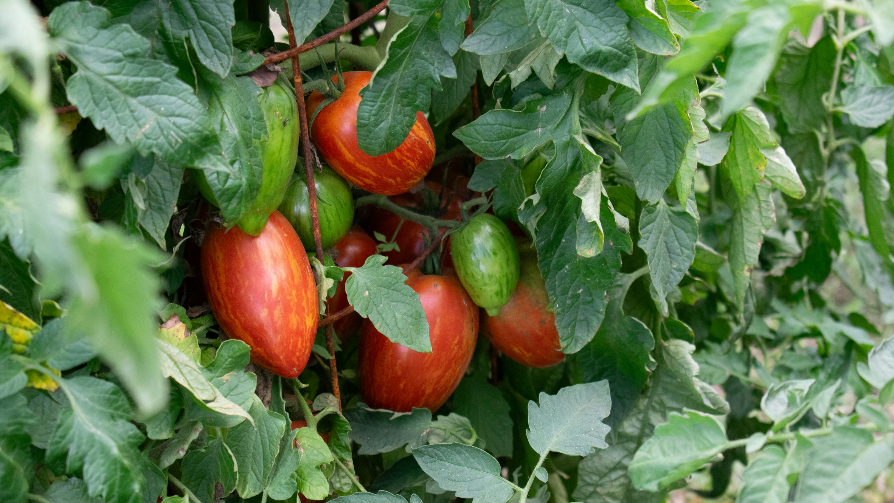 tomato plant cloning process