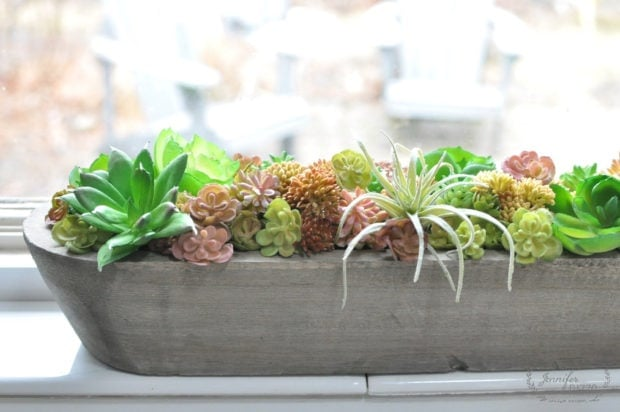 succulent plants on windowsill