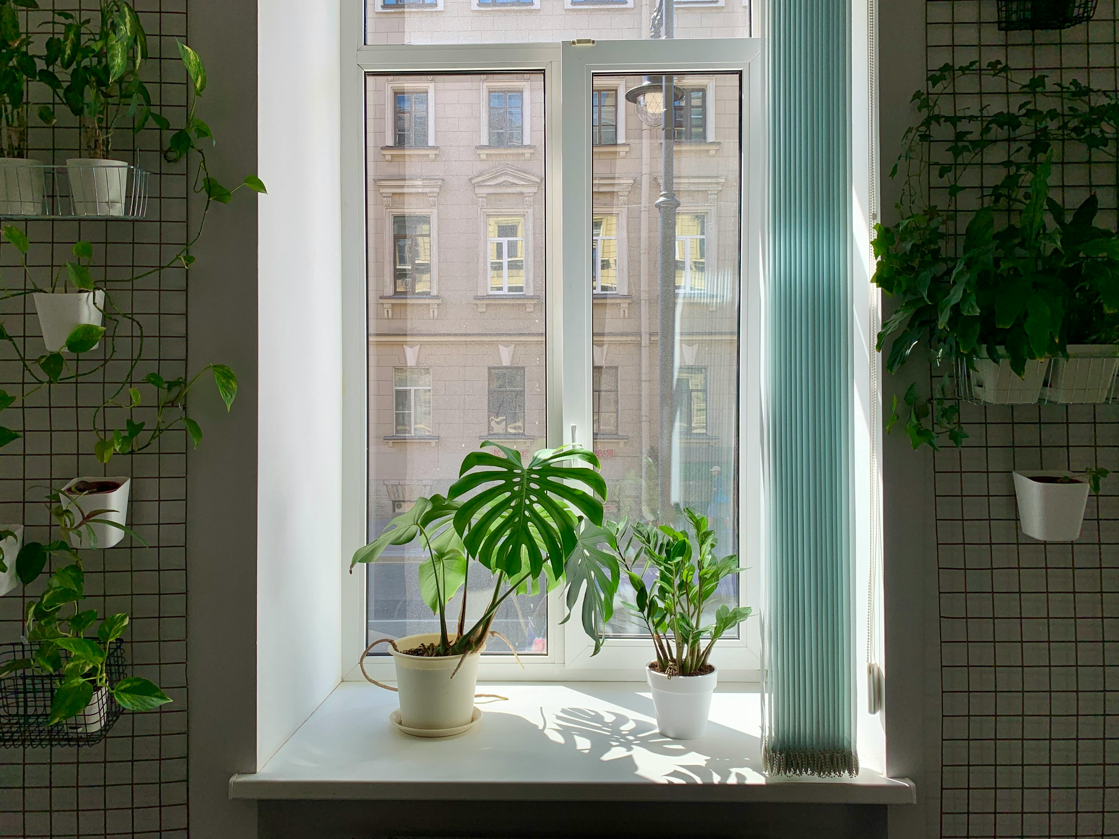 bedroom plants sunlight window