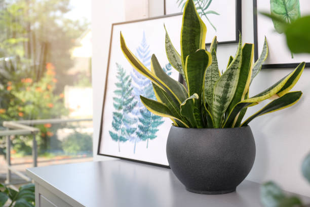 snake plant in bedroom corner