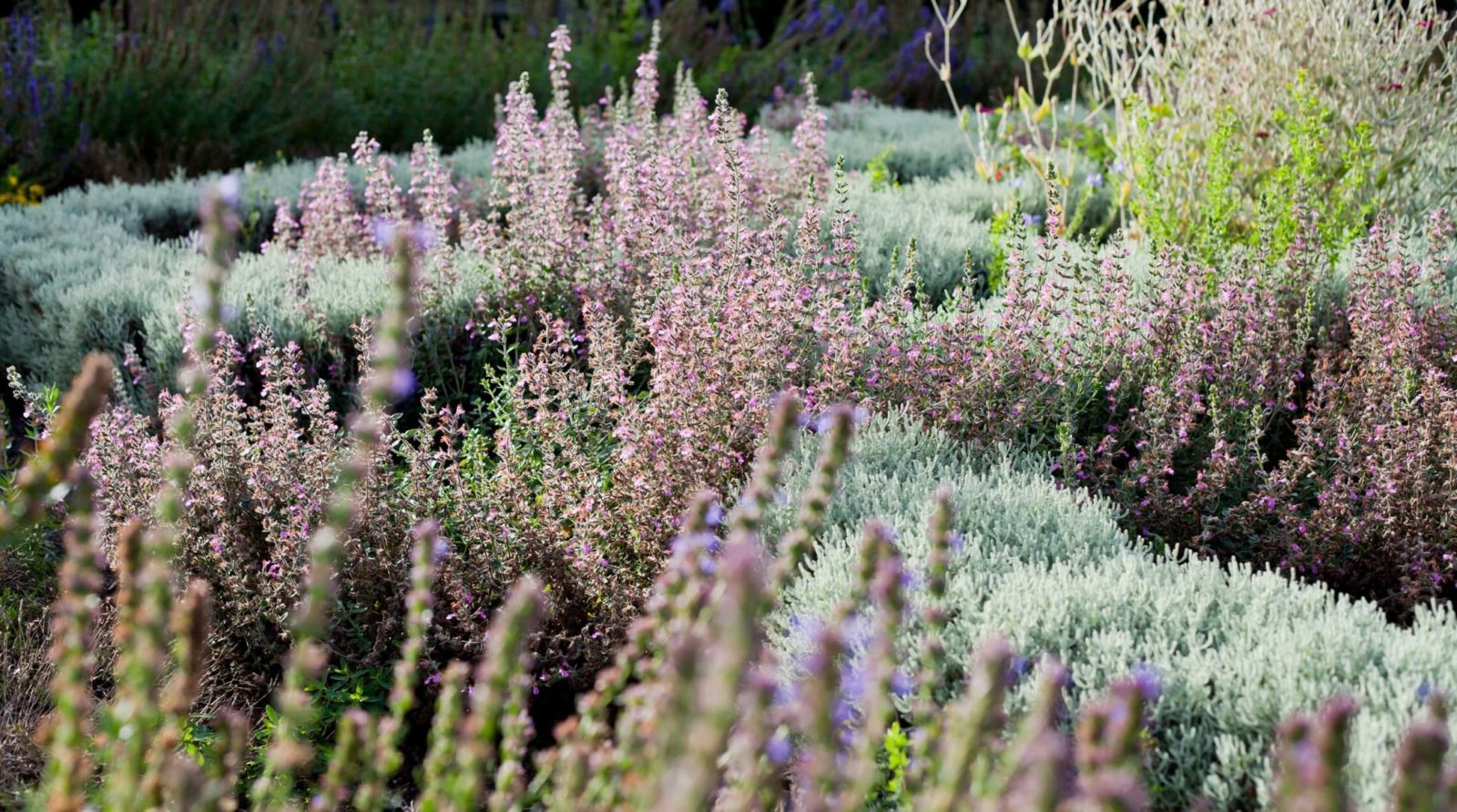 lavender plant beside bed