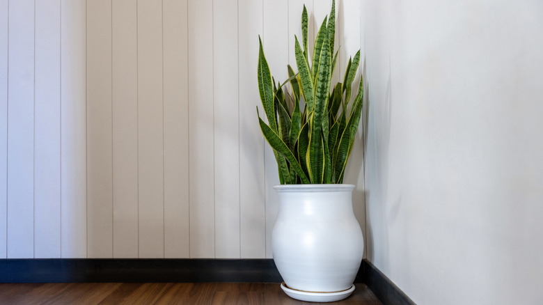 snake plant bedroom corner