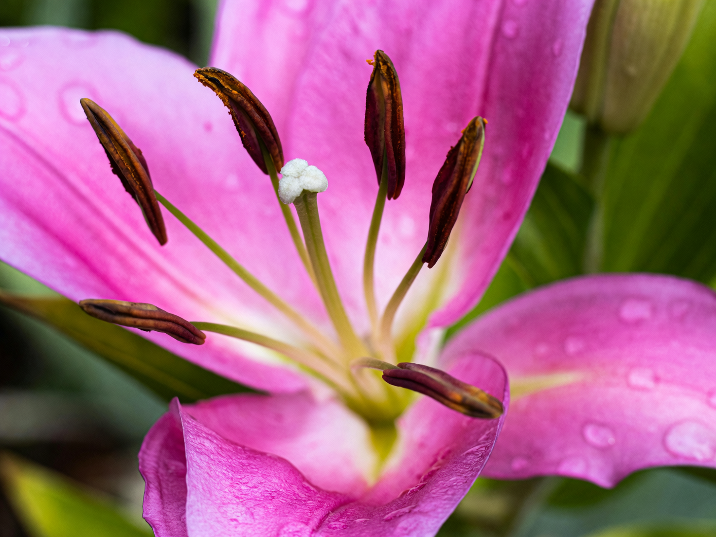 lily flower close-up