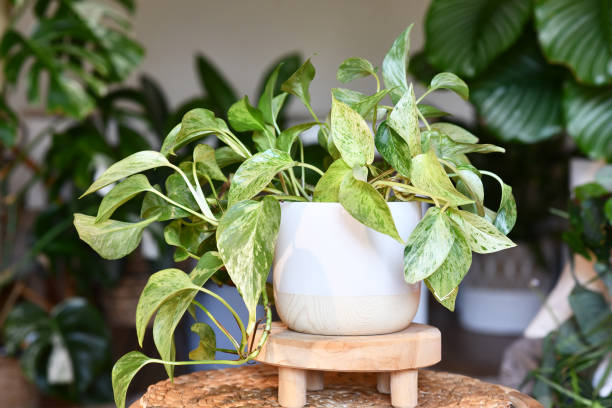 hydroponic pothos in bedroom