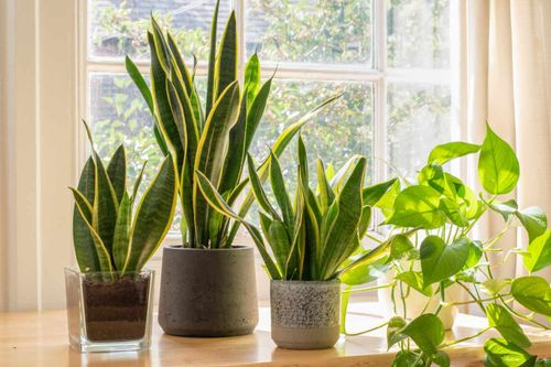 Transform Your Bedroom into a Tranquil Oasis with These Plant Arrangement Tips