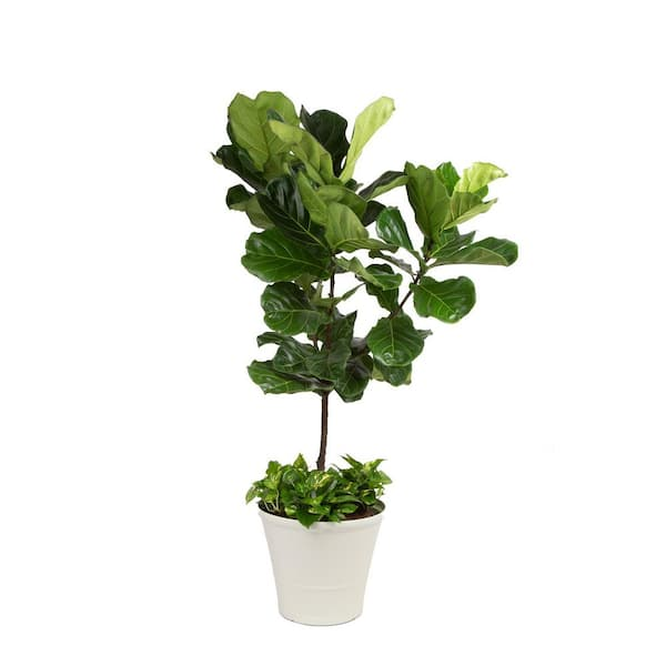 fiddle-leaf fig with fern and pothos