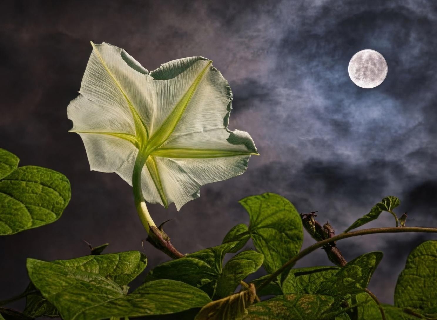 Bewitching Beauty: The Cultural Symbolism of Angel’s Trumpet