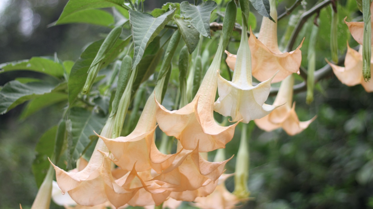 Brugmansia flowers at night