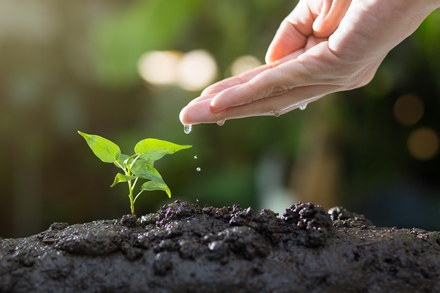 Brugmansia plant care tips