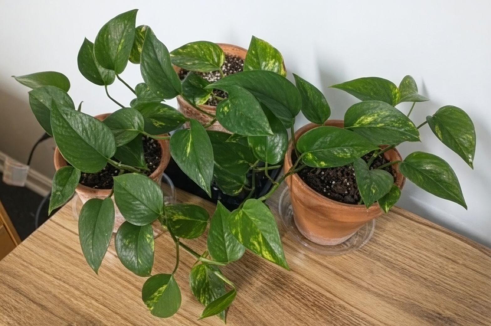pothos indoor office
