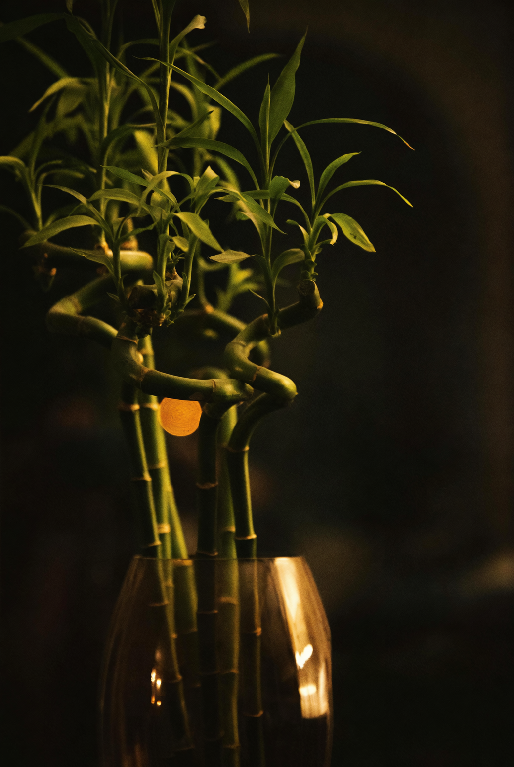 lucky bamboo vase