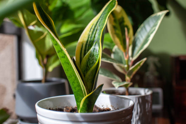 Green Thumb Away: Easy Office Plant Care While You’re Traveling