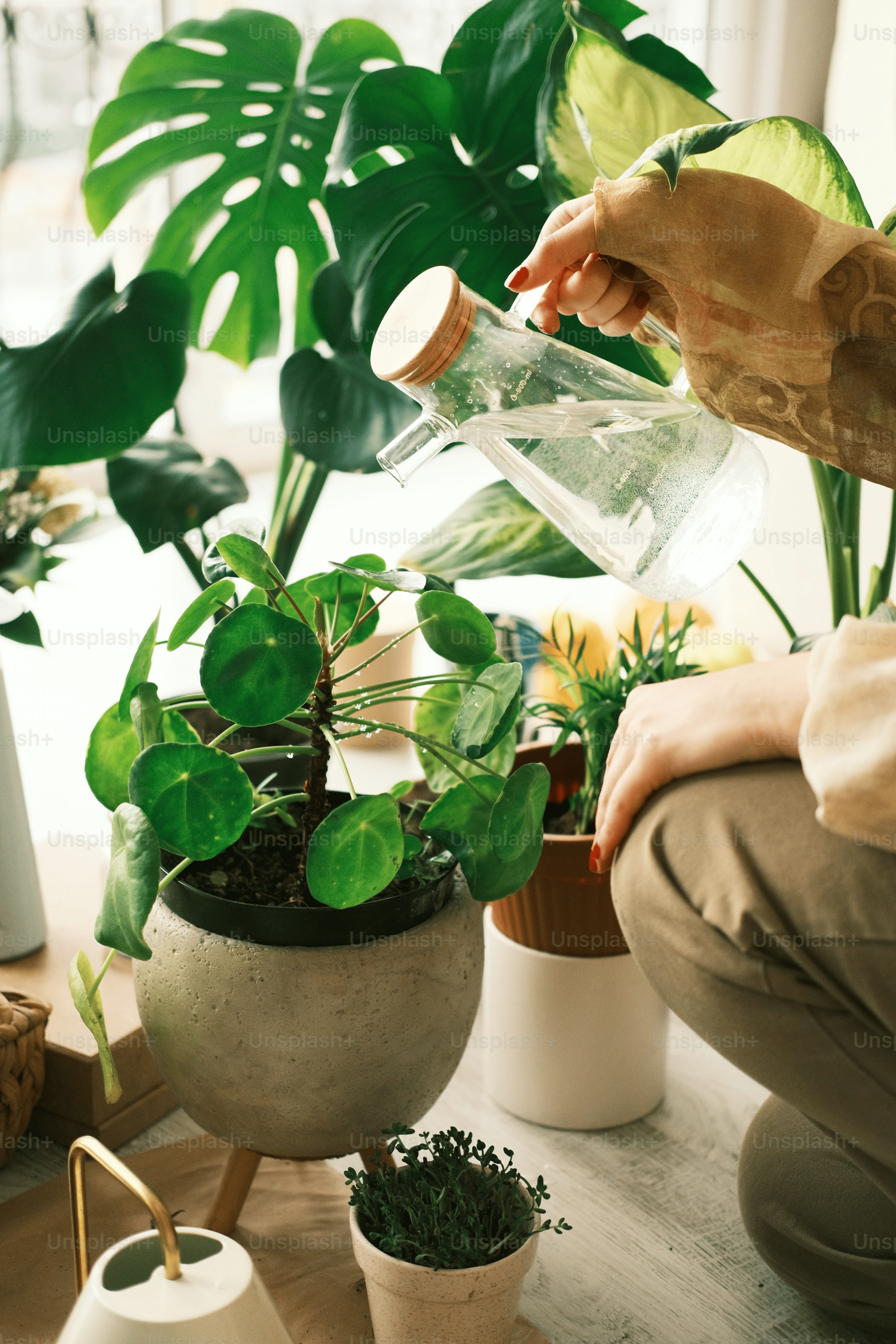 indoor soil potted plants