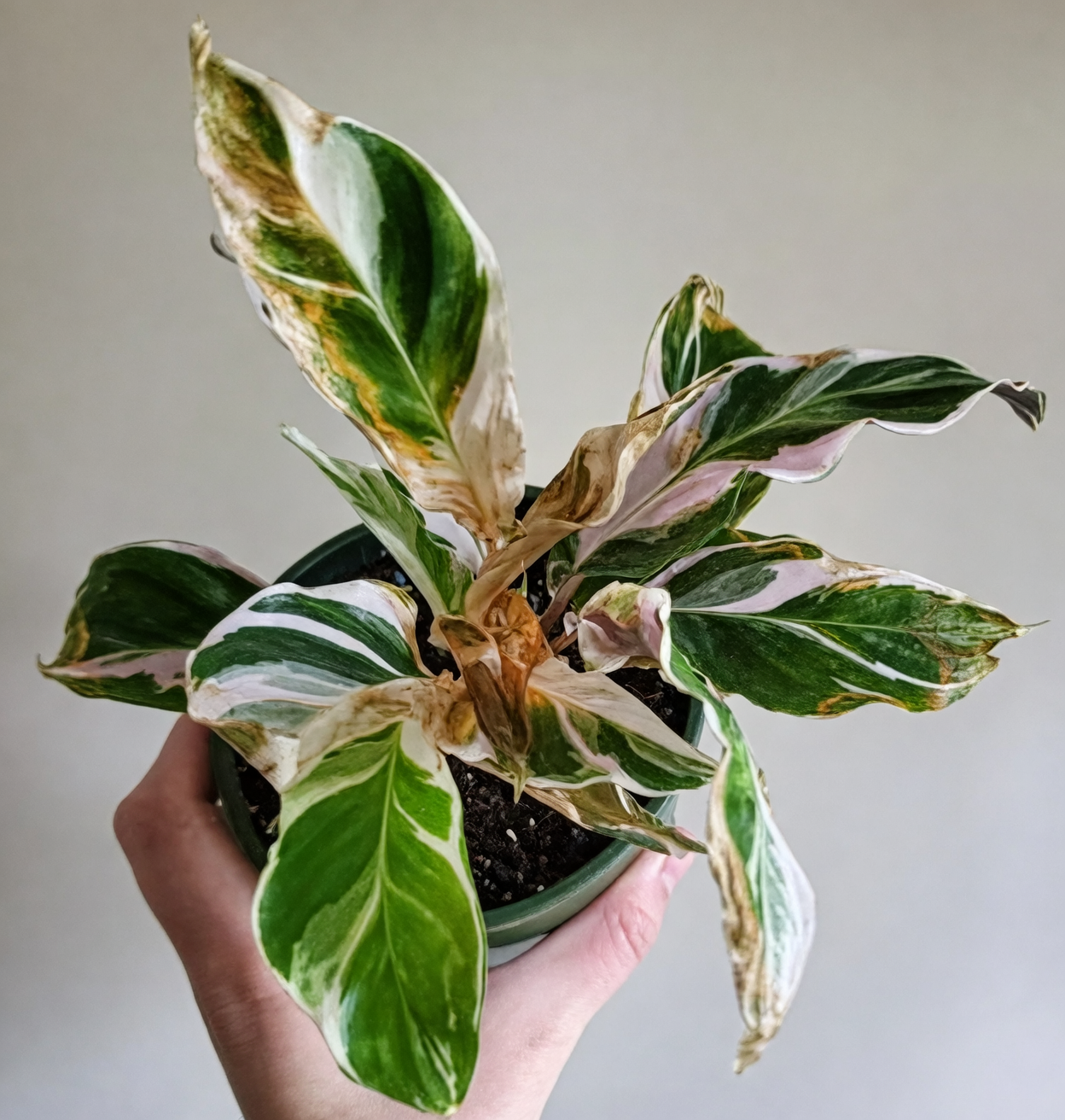 peacock plant leaf problems