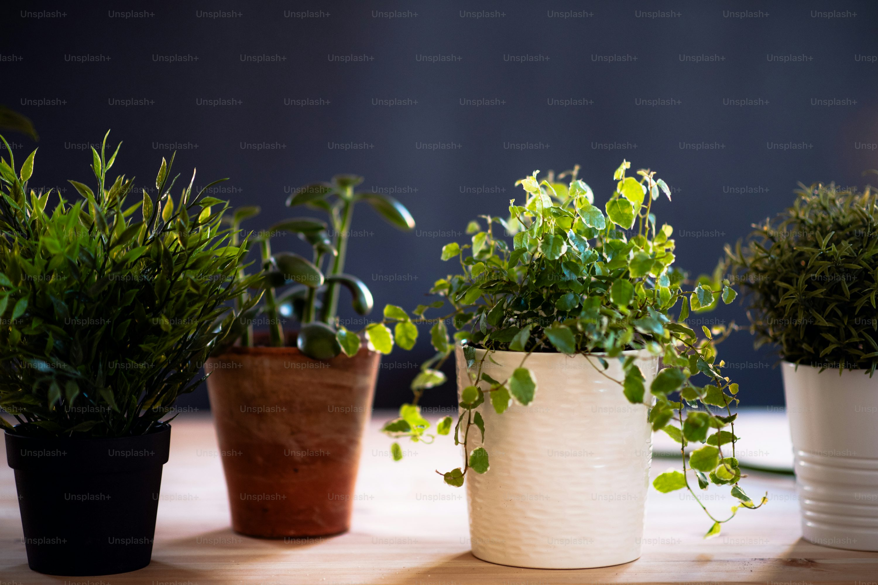 peacock plant in office setting
