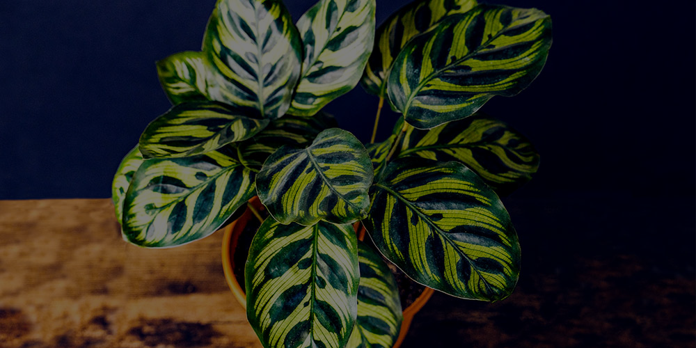peacock plant care indoor
