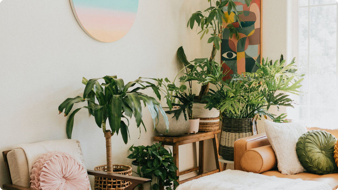 Designing with Peacock Plants: Elevate Your Space with Botanical Elegance
