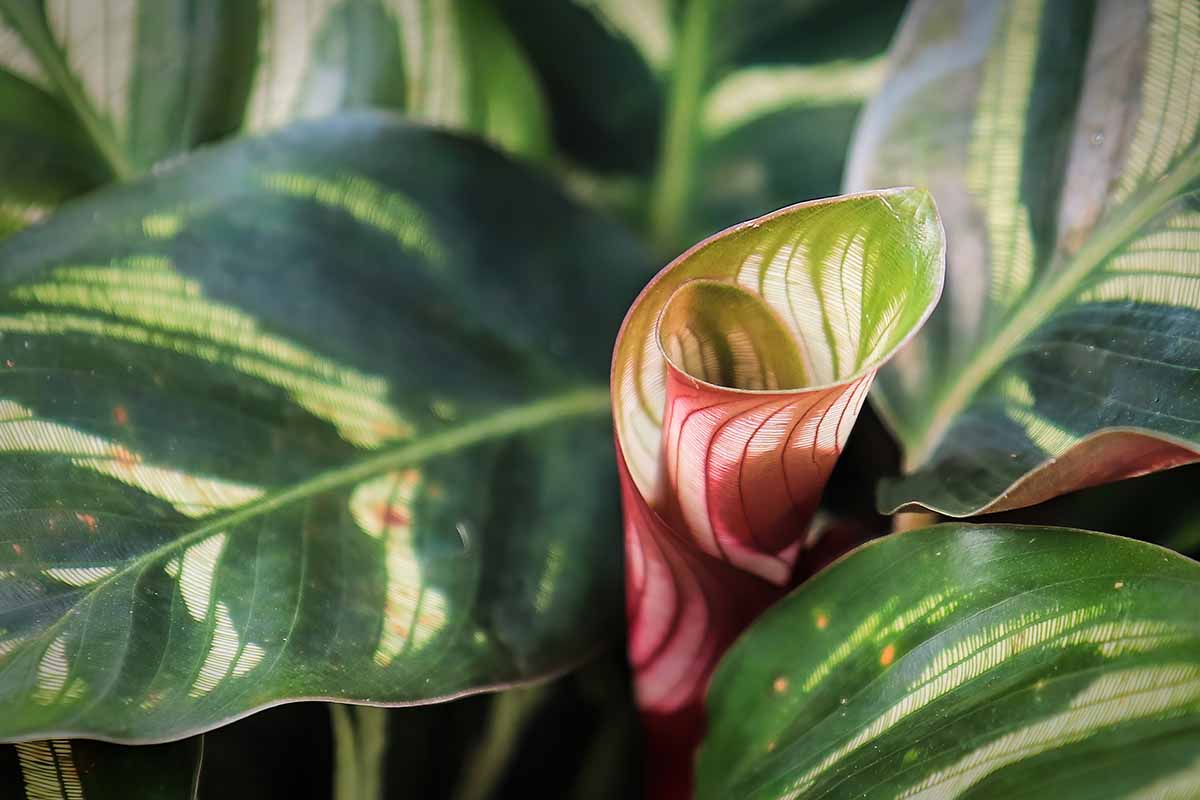 peacock plant leaf close-up