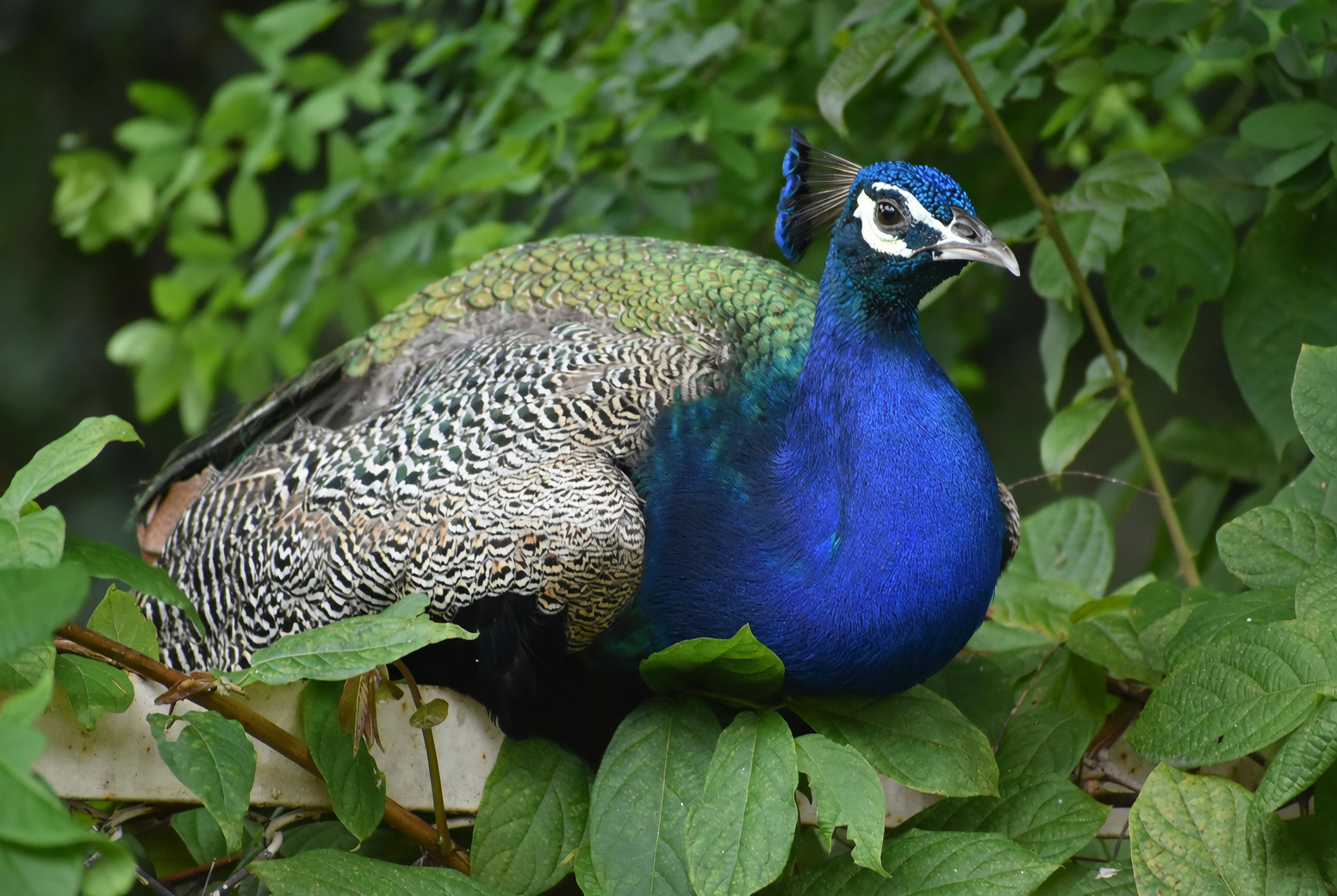 Propagation Masterclass: Growing Your Own Peacock Plant Collection