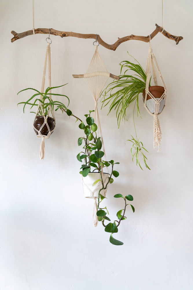 macramé plant hangers with trailing plants