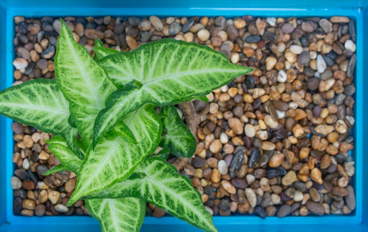 peacock plant on pebble tray
