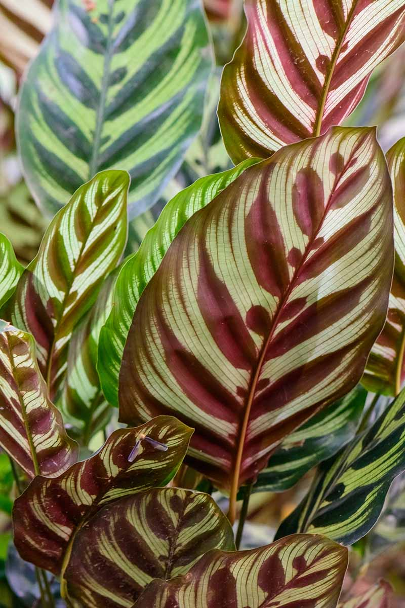 peacock plant leaves with spider mites