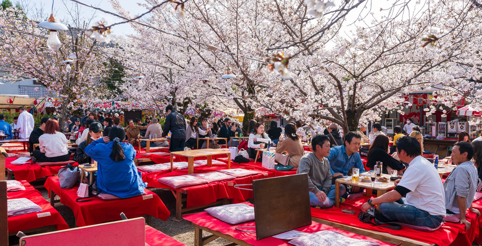 Cherry Blossom Propagation Masterclass: Cultivating Your Own Sakura