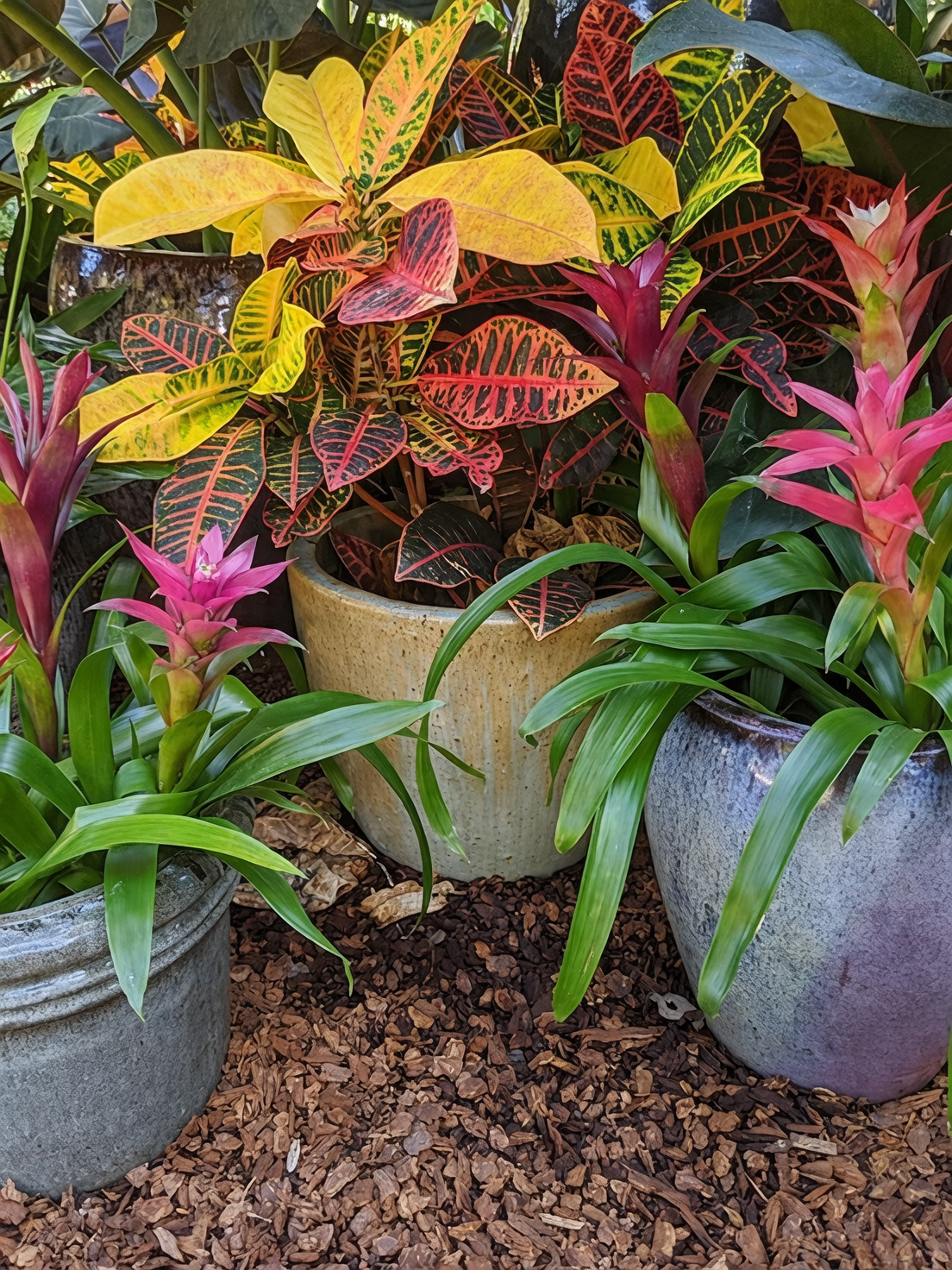 bromeliads colorful indoor