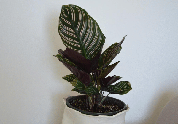 prayer plant leaf movement