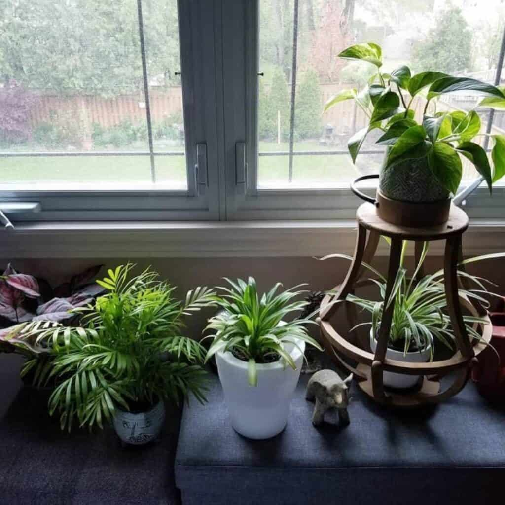 Transforming Your North-Facing Rooms into Lush Green Retreats