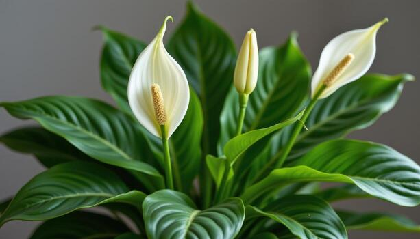 peace lily with white blooms