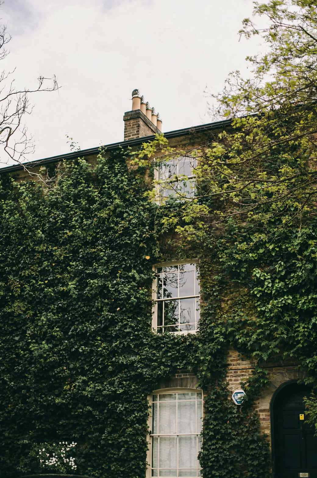 english ivy on shelf