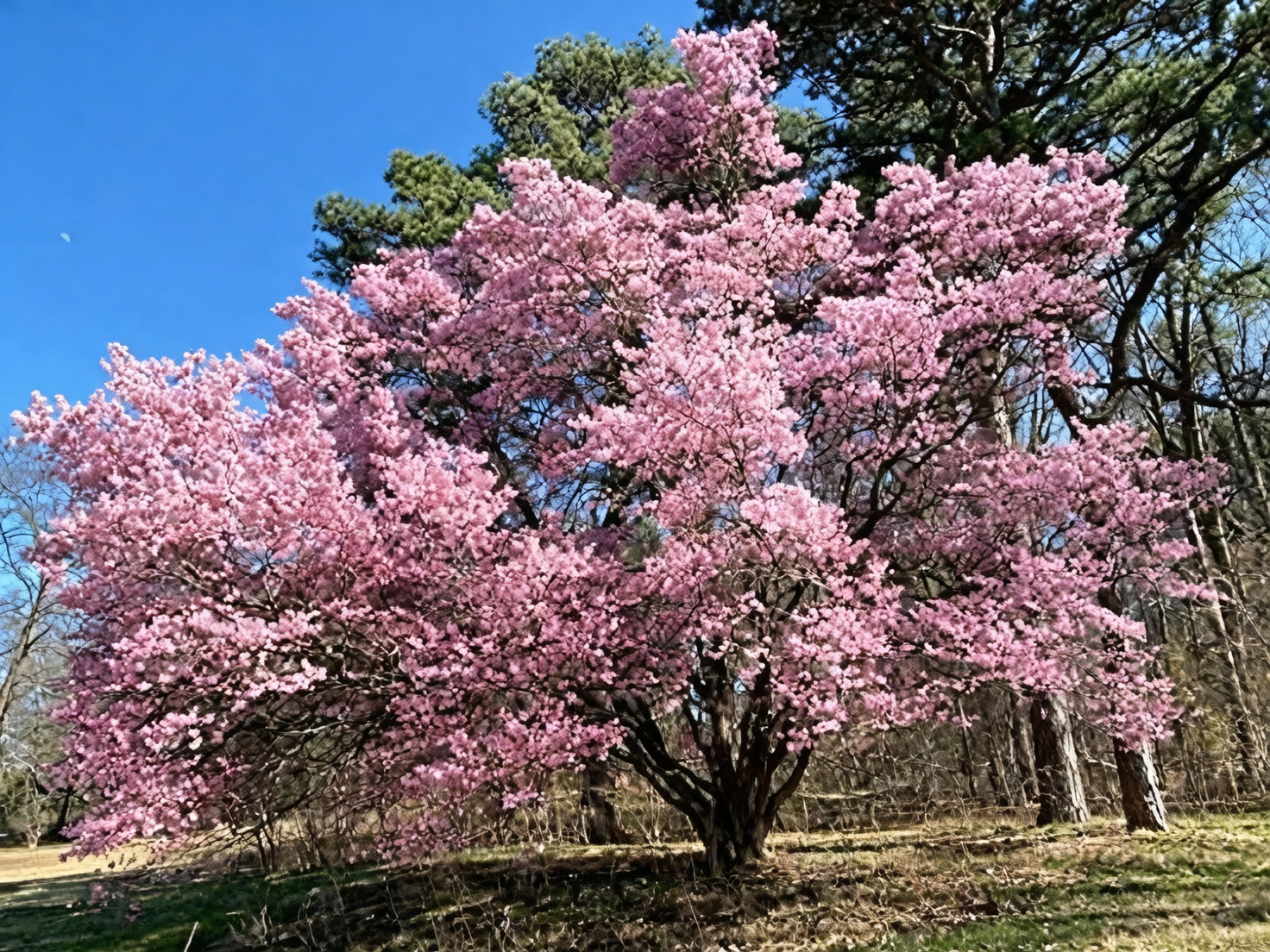 cherry blossom tree planting site