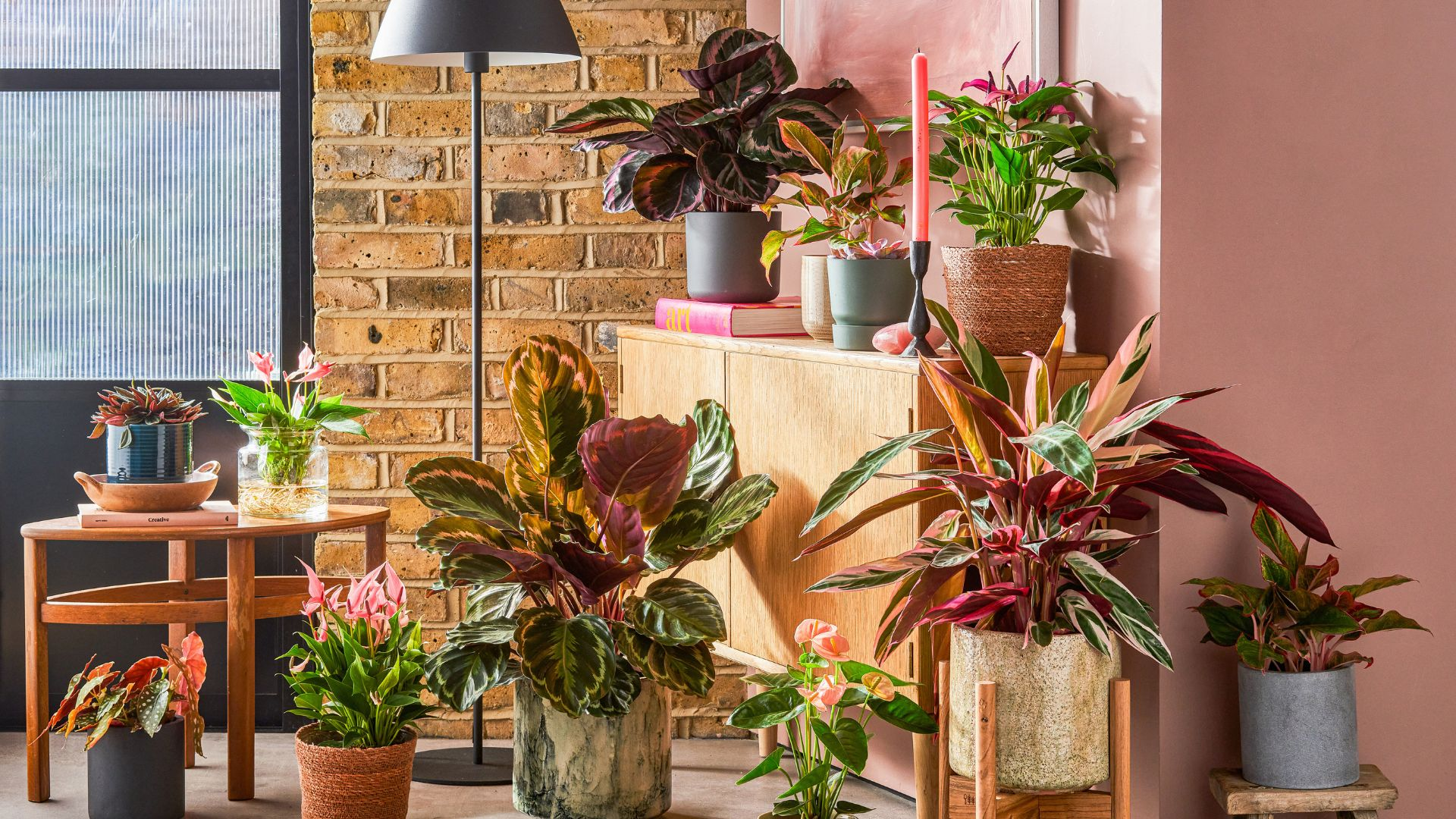 calathea in living room corner