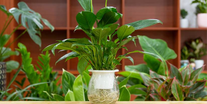 pothos peace lily snake plant indoors